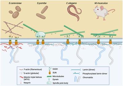 Envisioning a role for nuclear actin in prophase I spermatocytes